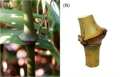 Three-dimensional visualization of the vascular bundle in a branched bamboo node